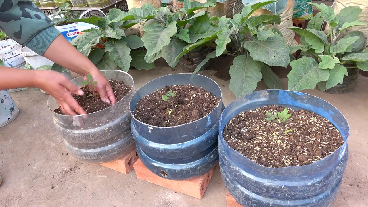 Grow Sweet Cherry Tomatoes