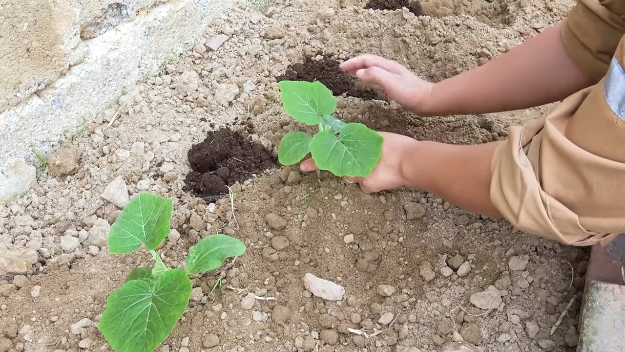 Grow Bottle Gourd Easily