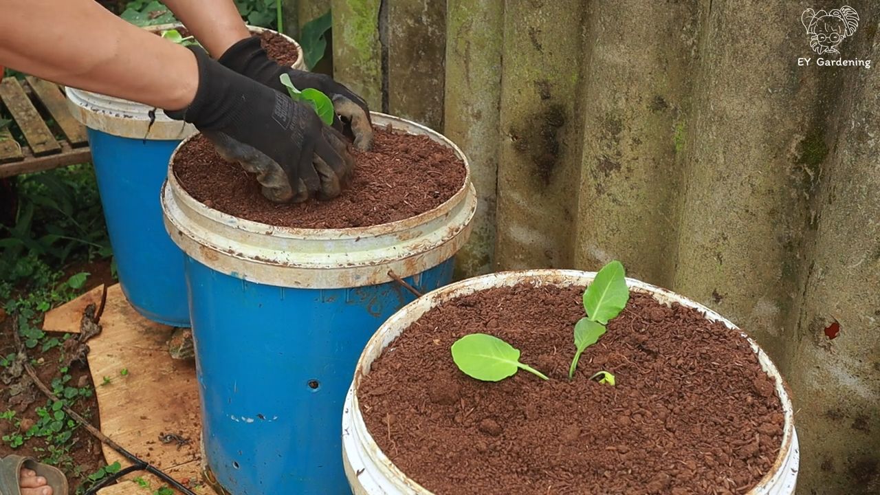 Growing cauliflower and broccoli