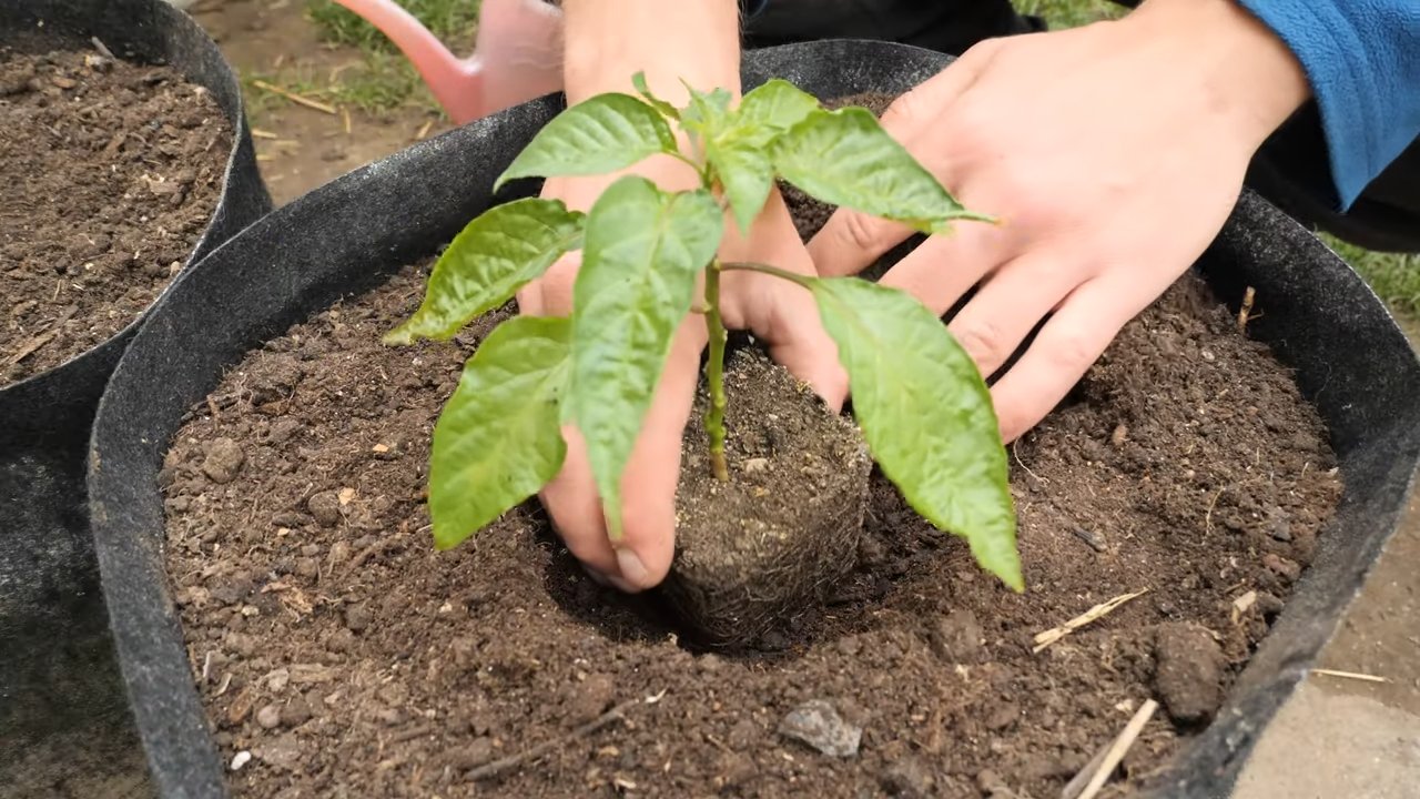 Growing habanero peppers easily