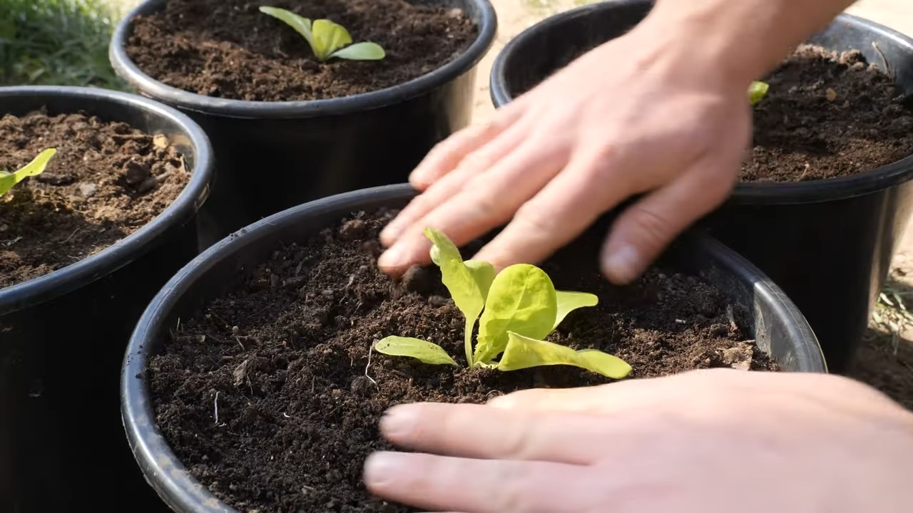 Year-Round Container Lettuce Growing