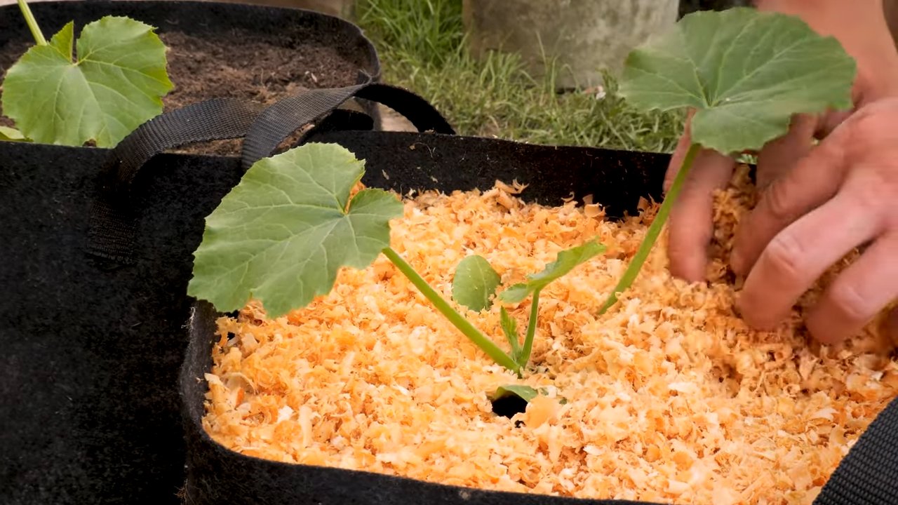 Zucchini Growing for Beginners