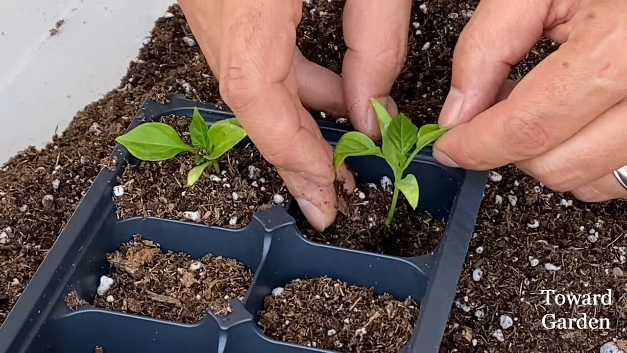 Growing bell peppers small space