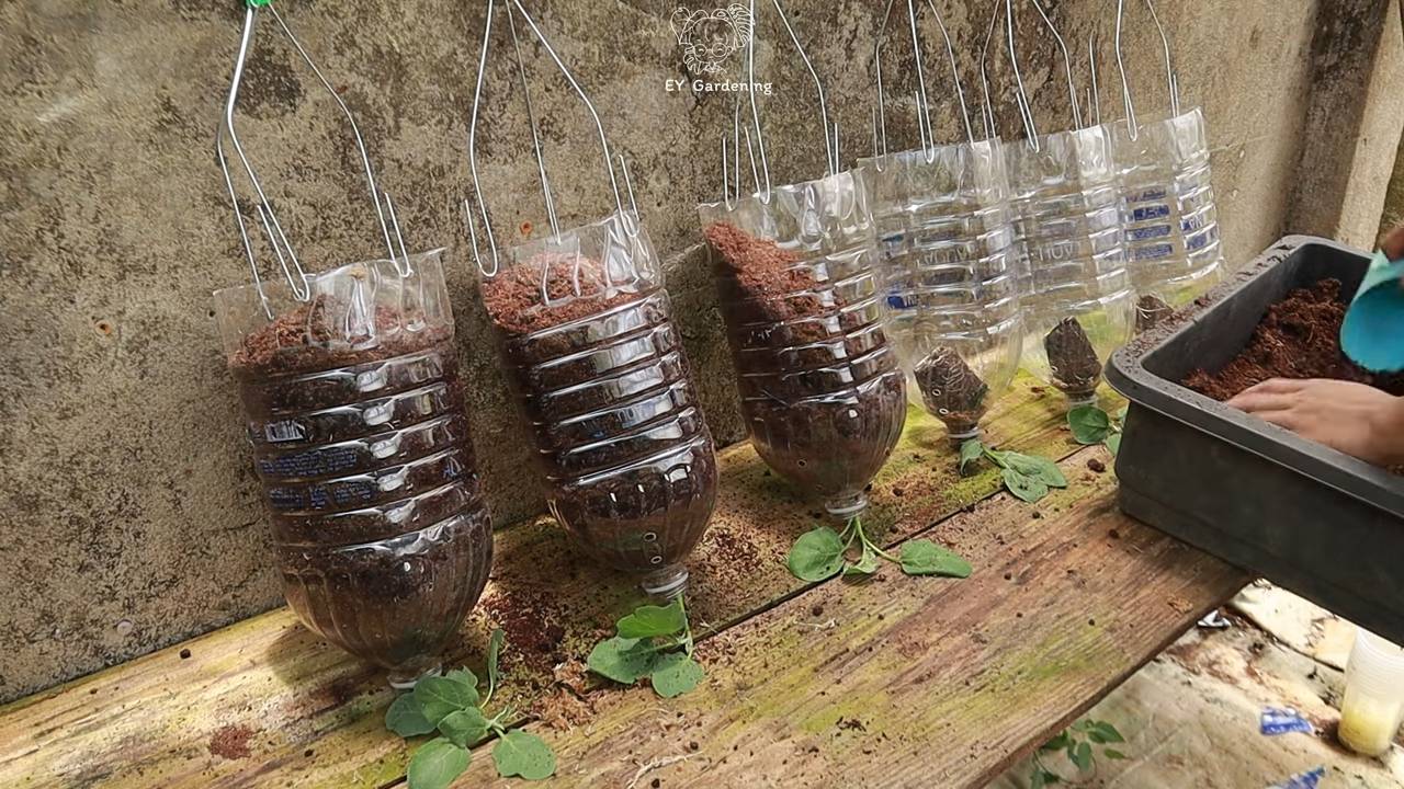 Upside down eggplant gardening