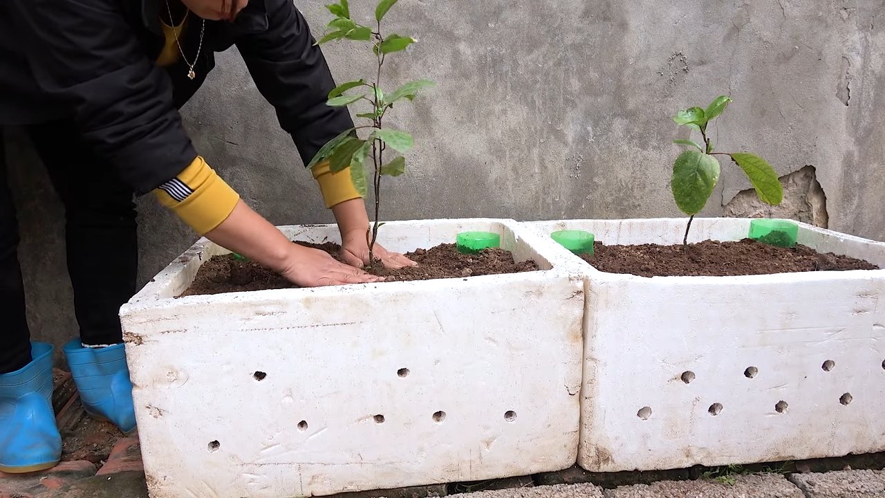 Passion fruit terrace gardening