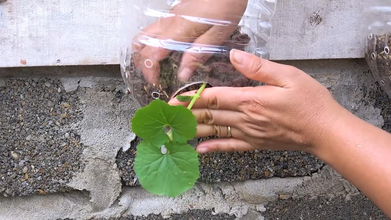 Growing bitter melon at home