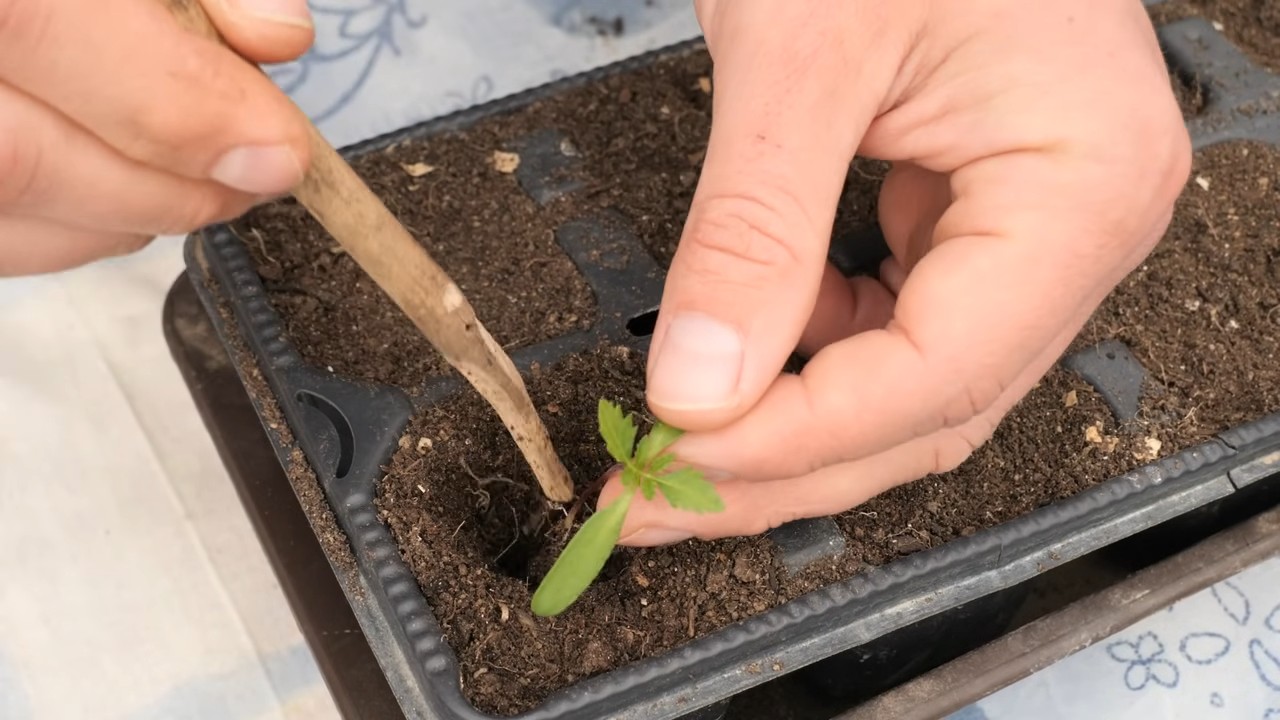 Growing Marigolds from Seeds