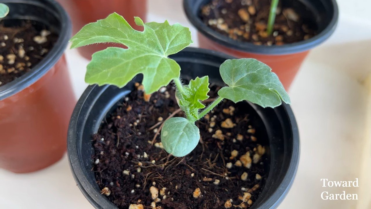 Watermelon growing in small pots
