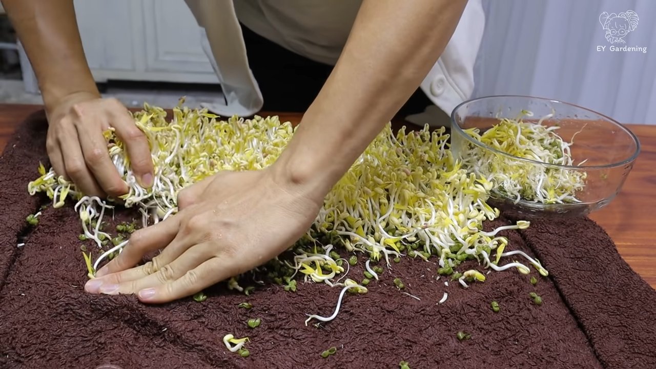 DIY bean sprouts towel method