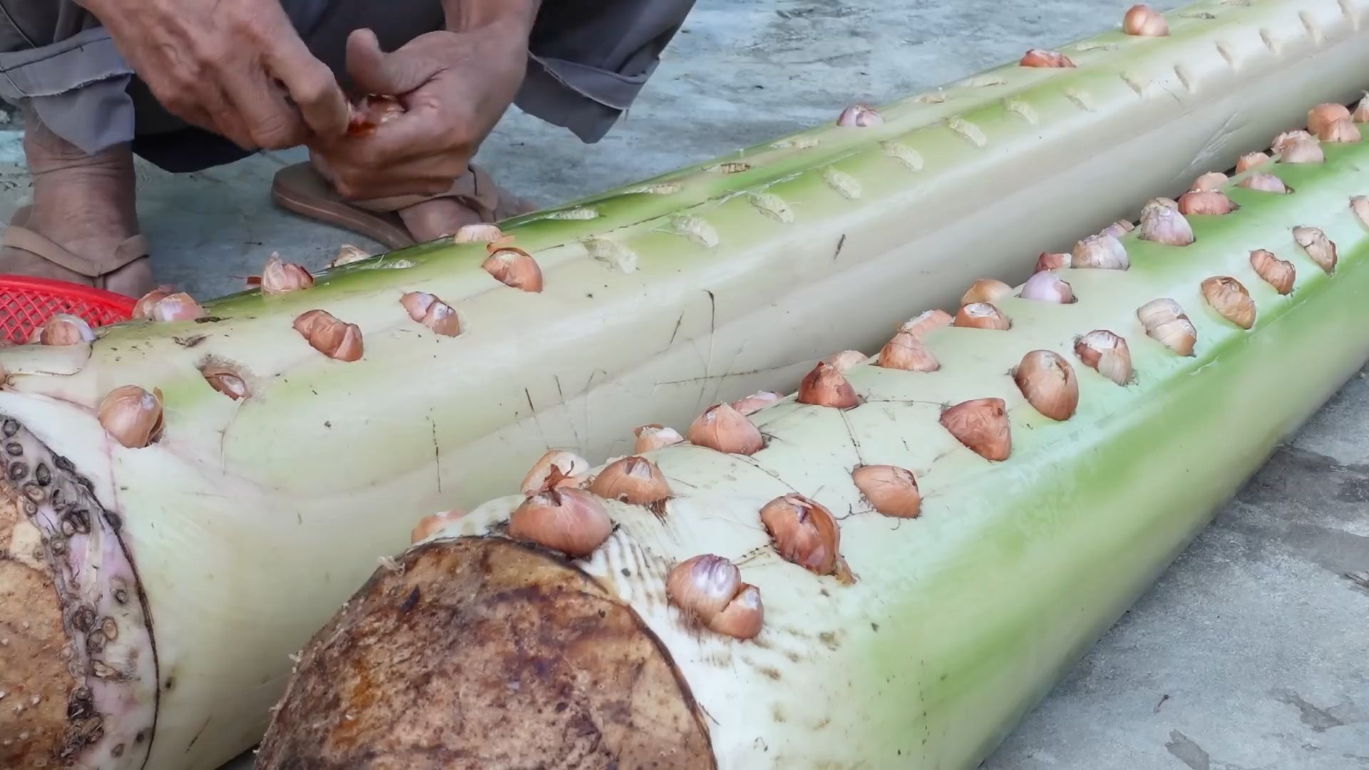 Banana tree companion planting