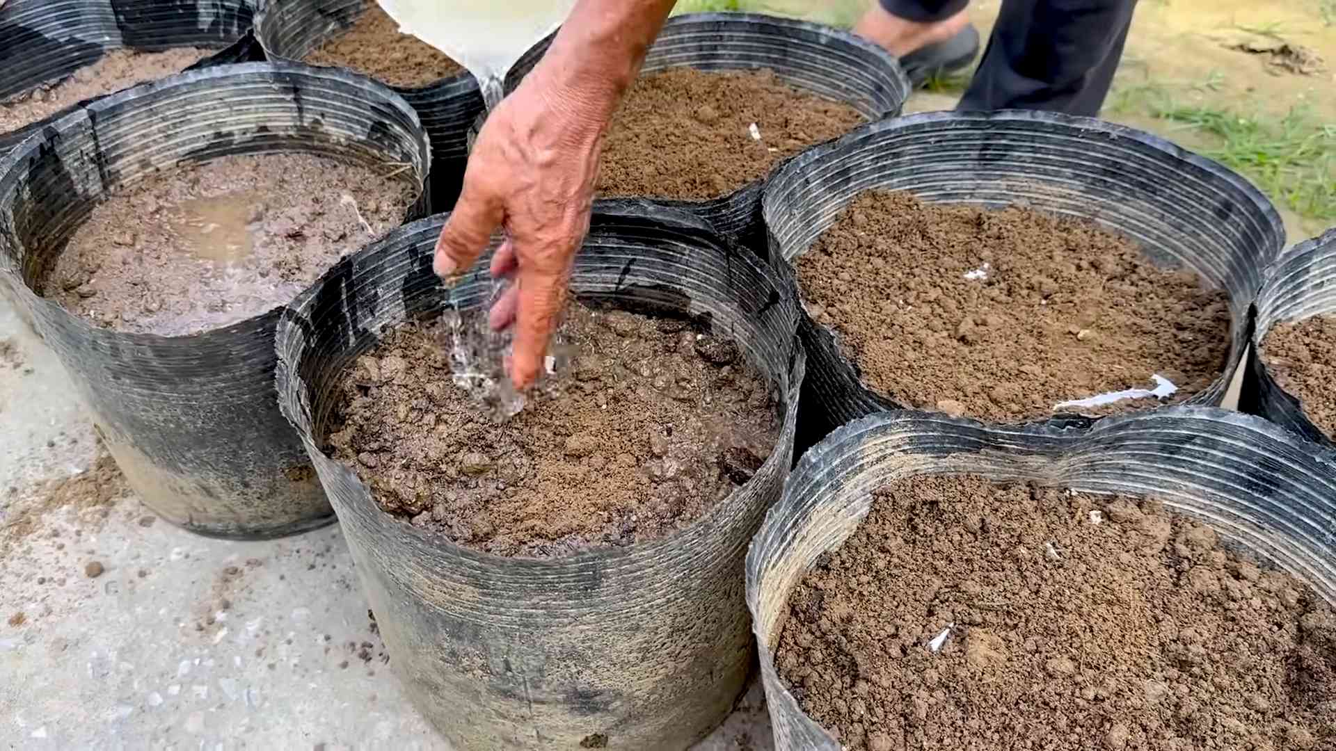 Boost Bean Yield Easily