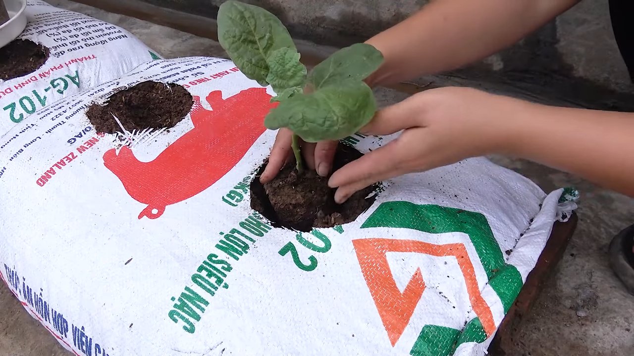 Growing eggplants at home