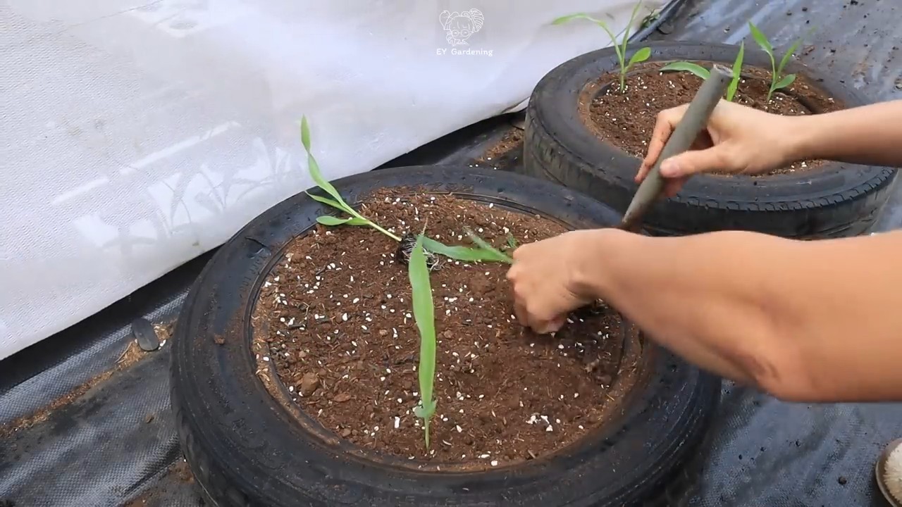 Black corn home growing