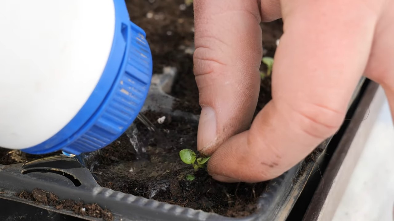 Indoor Oregano Growing Tips