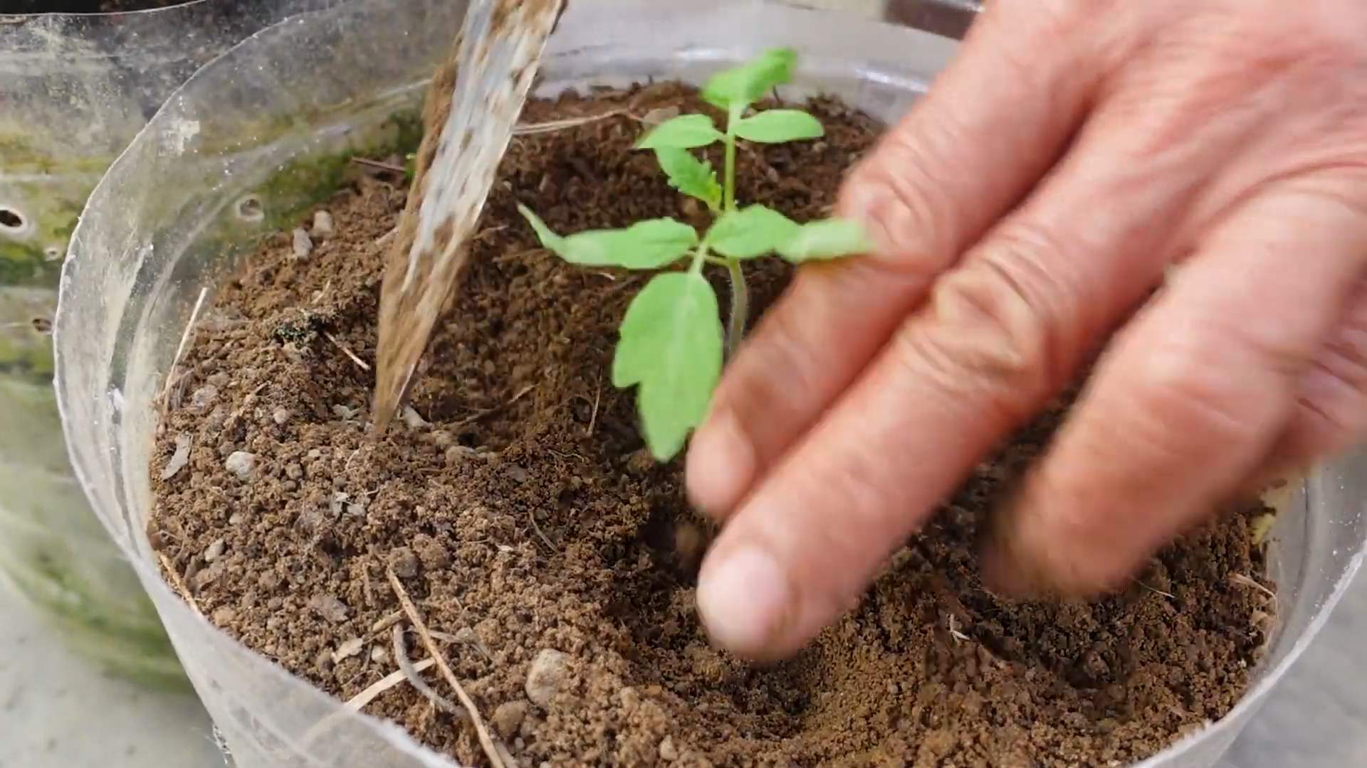 Bottle Grown Tomatoes Harvest
