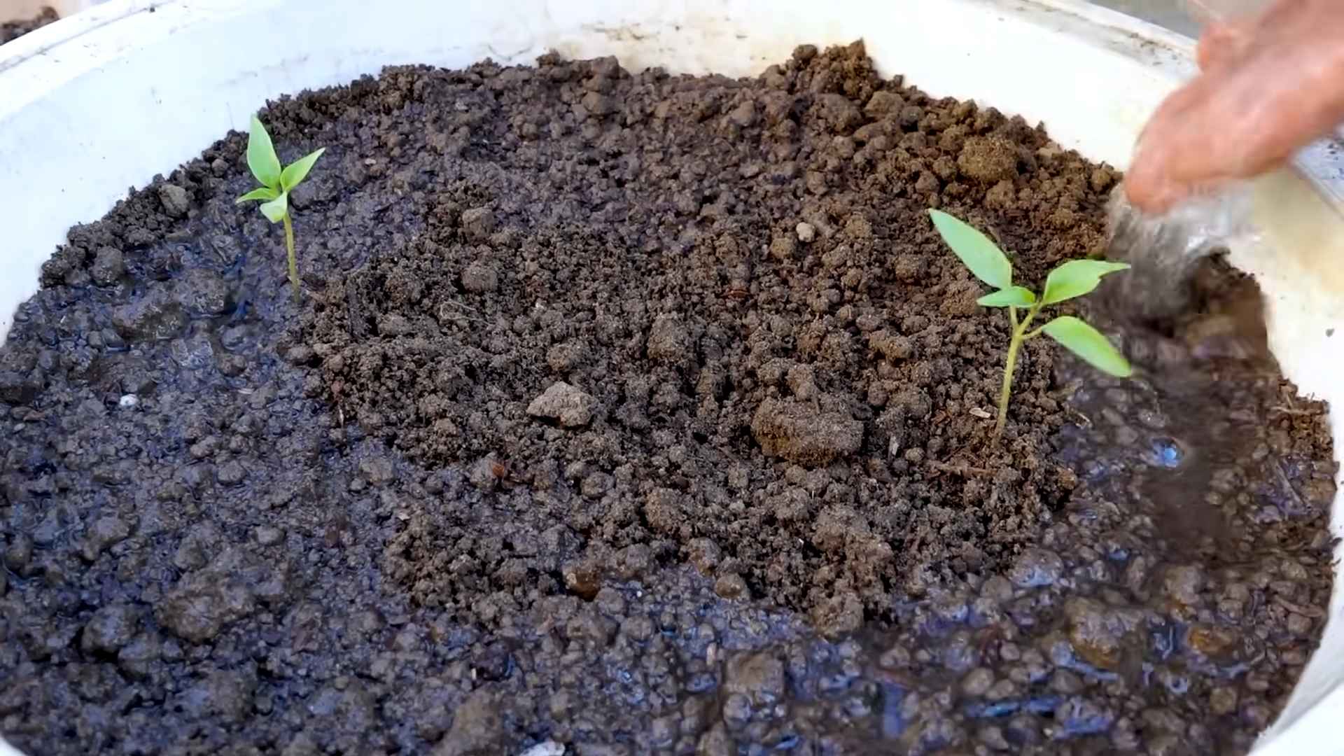 Chili planting simple method