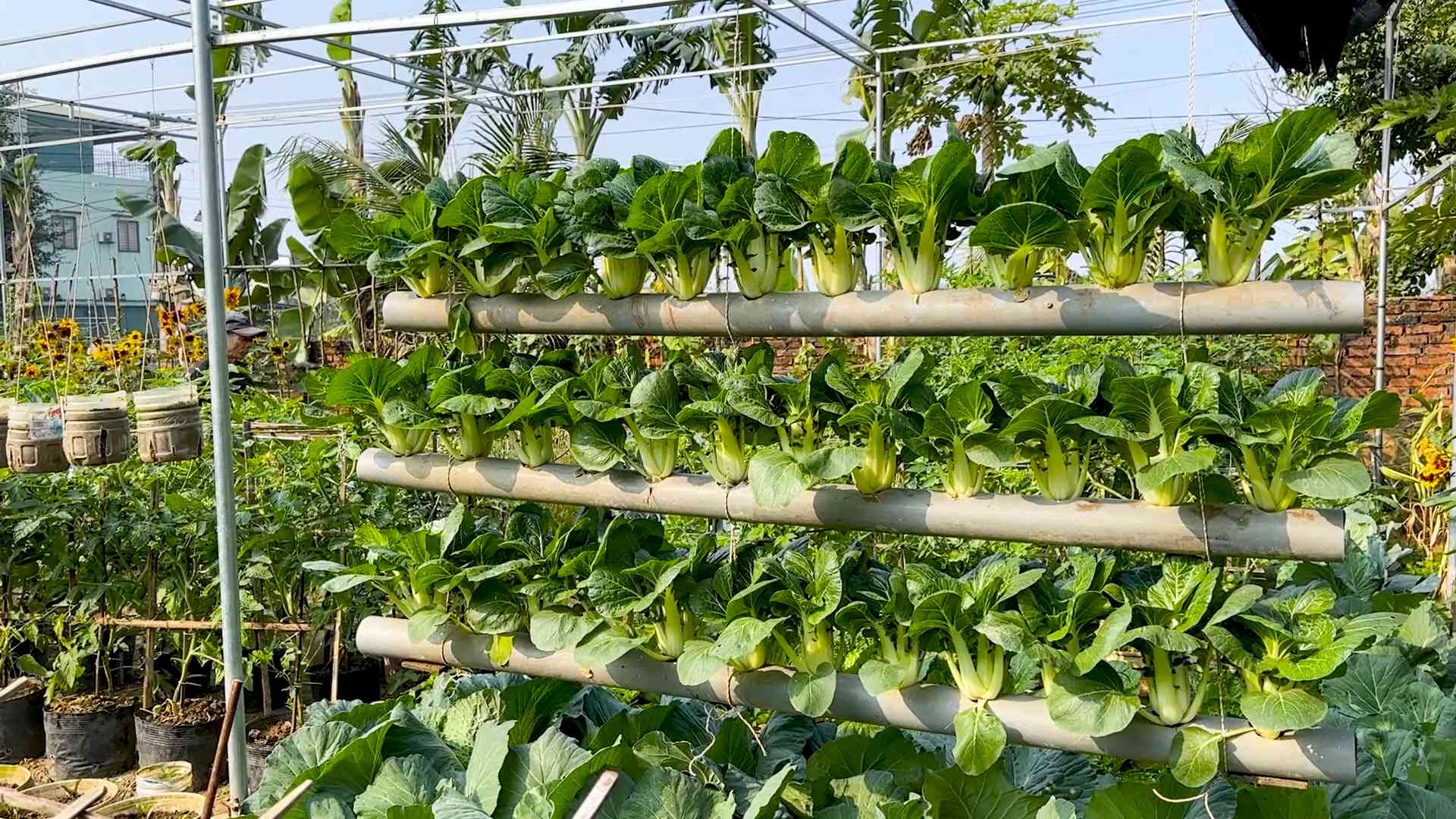 Growing Bok Choy Indoors