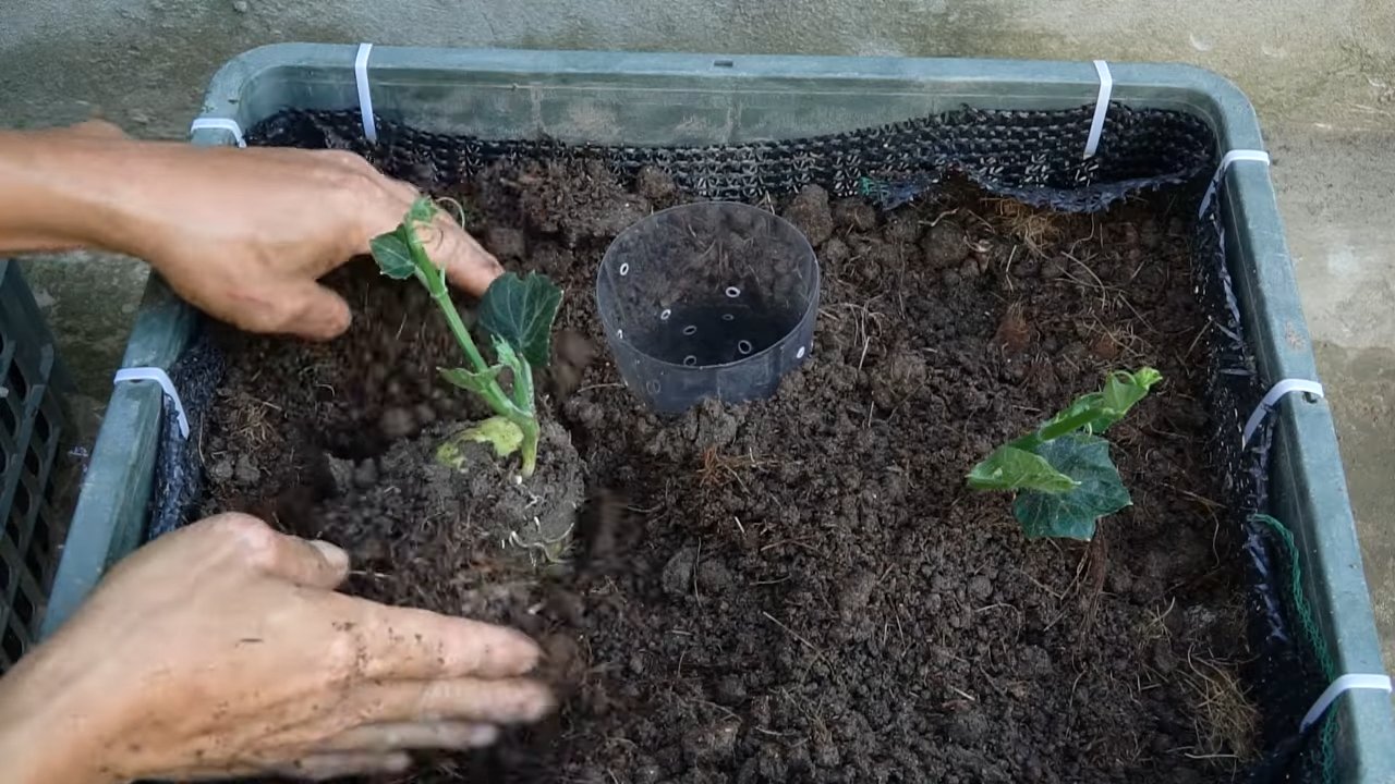 Grow Chayote in Small Garden