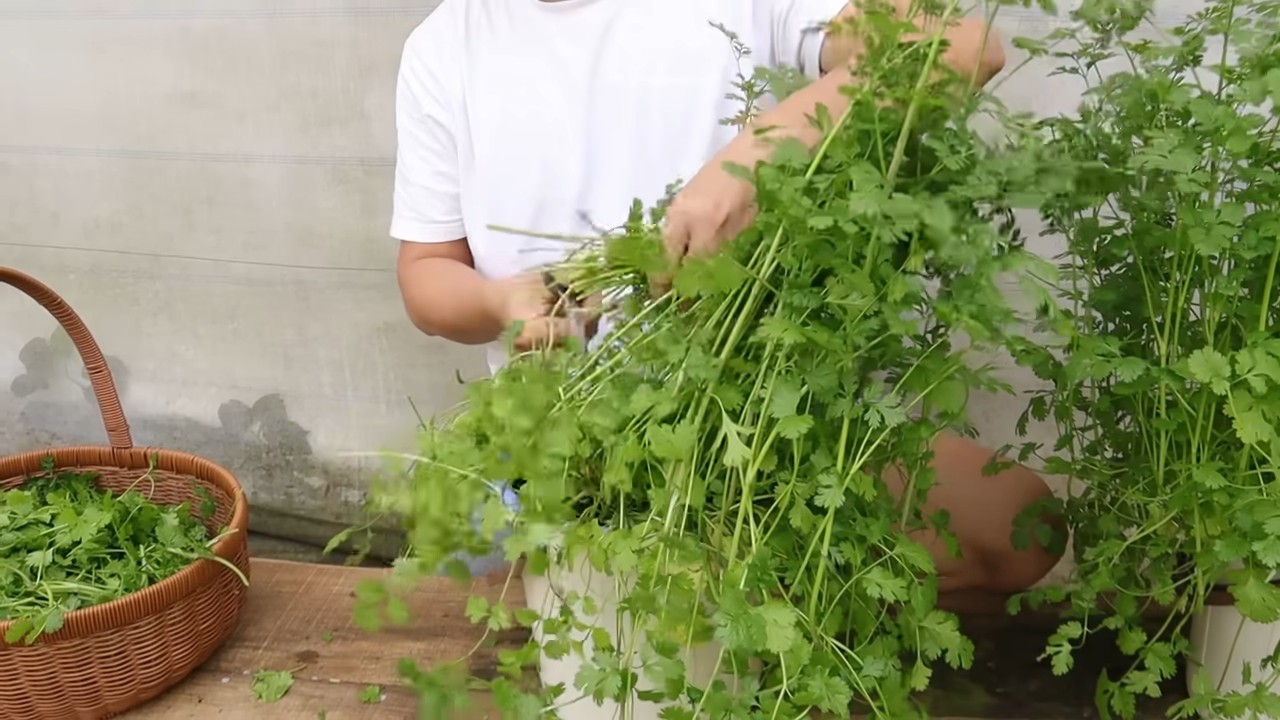 Water Coriander Growing