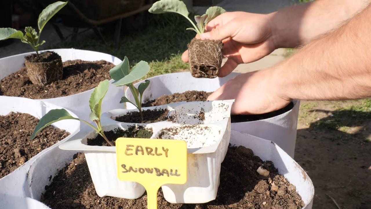 Growing Cauliflower in Pots