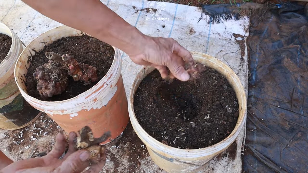 Grow Yacon at Home