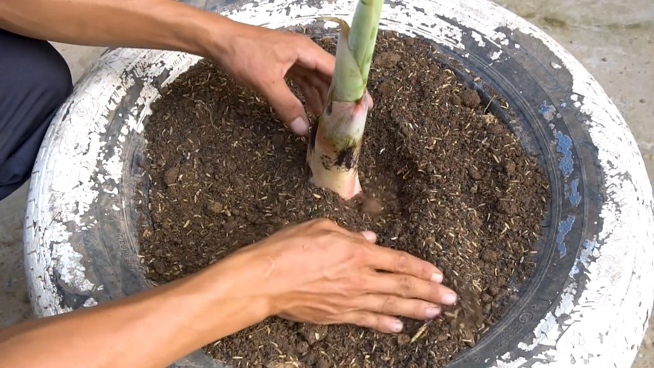 Grow Banana Tree Fast