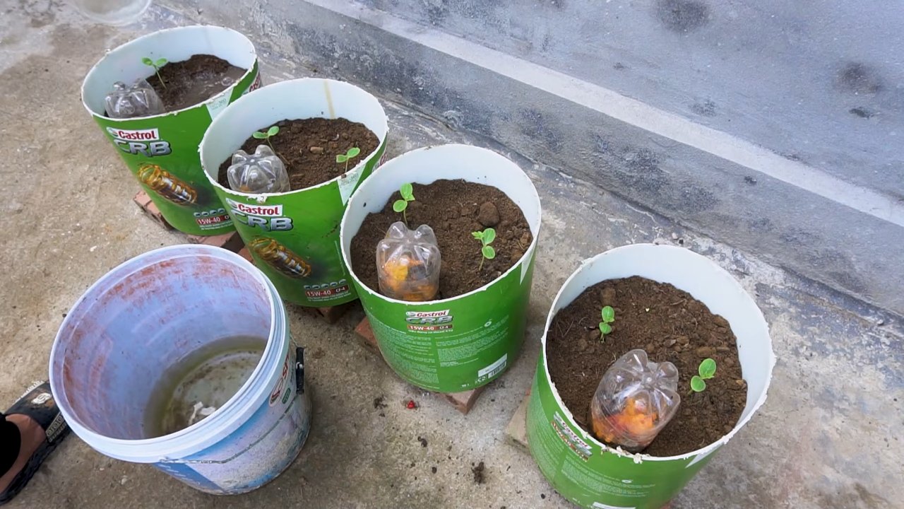 Grow sweeter watermelons