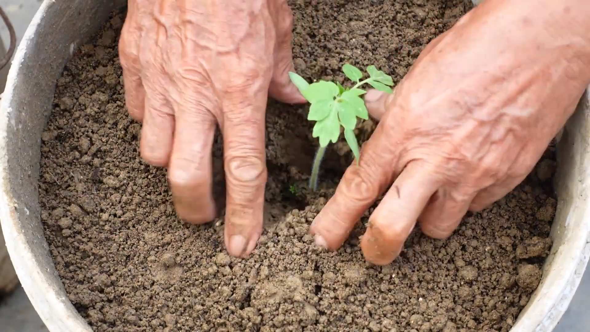 Tomato growing tricks
