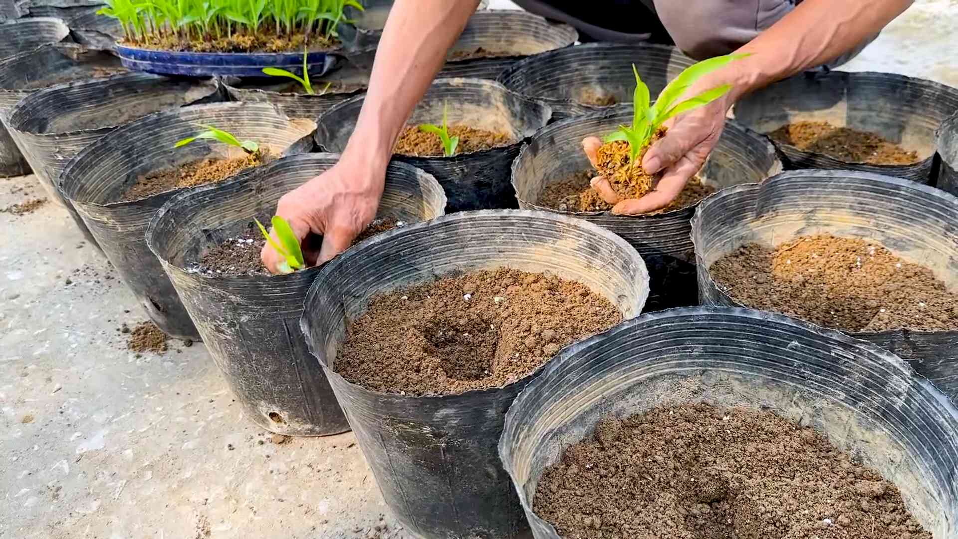 Rooftop Corn Growing DIY