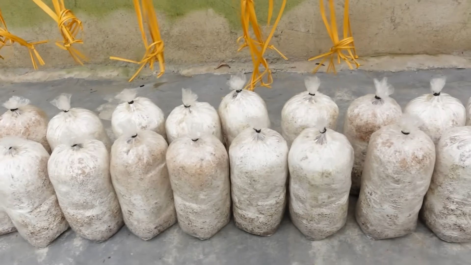 Mushroom Growing with Leftovers