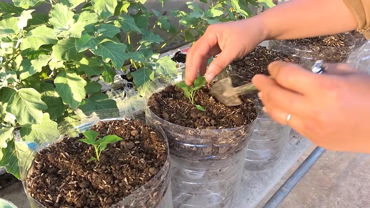 Chili pepper plastic bottle trick