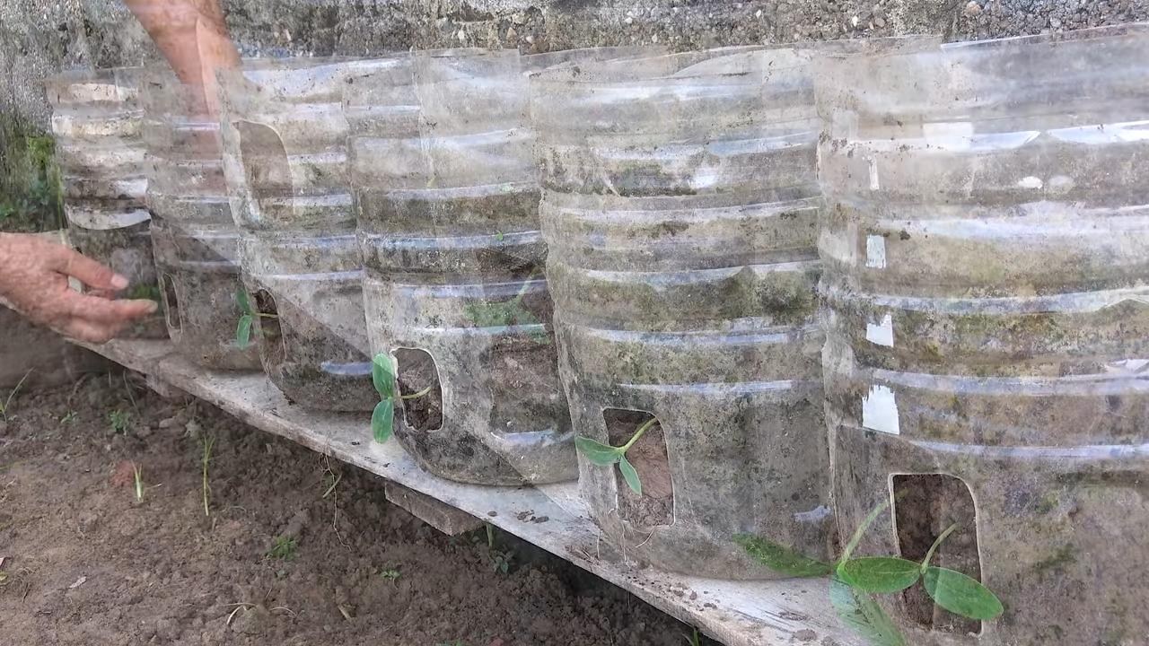 Cucumber harvest plan