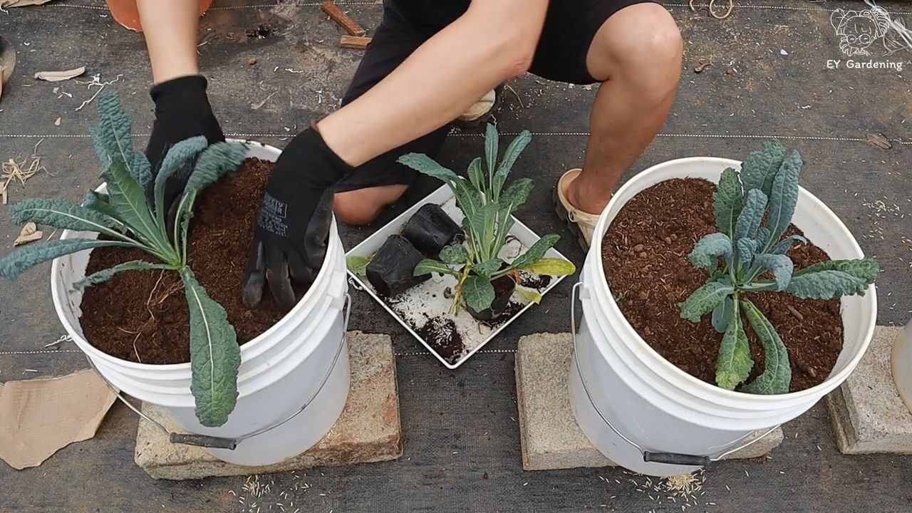 Rooftop kale gardening routine