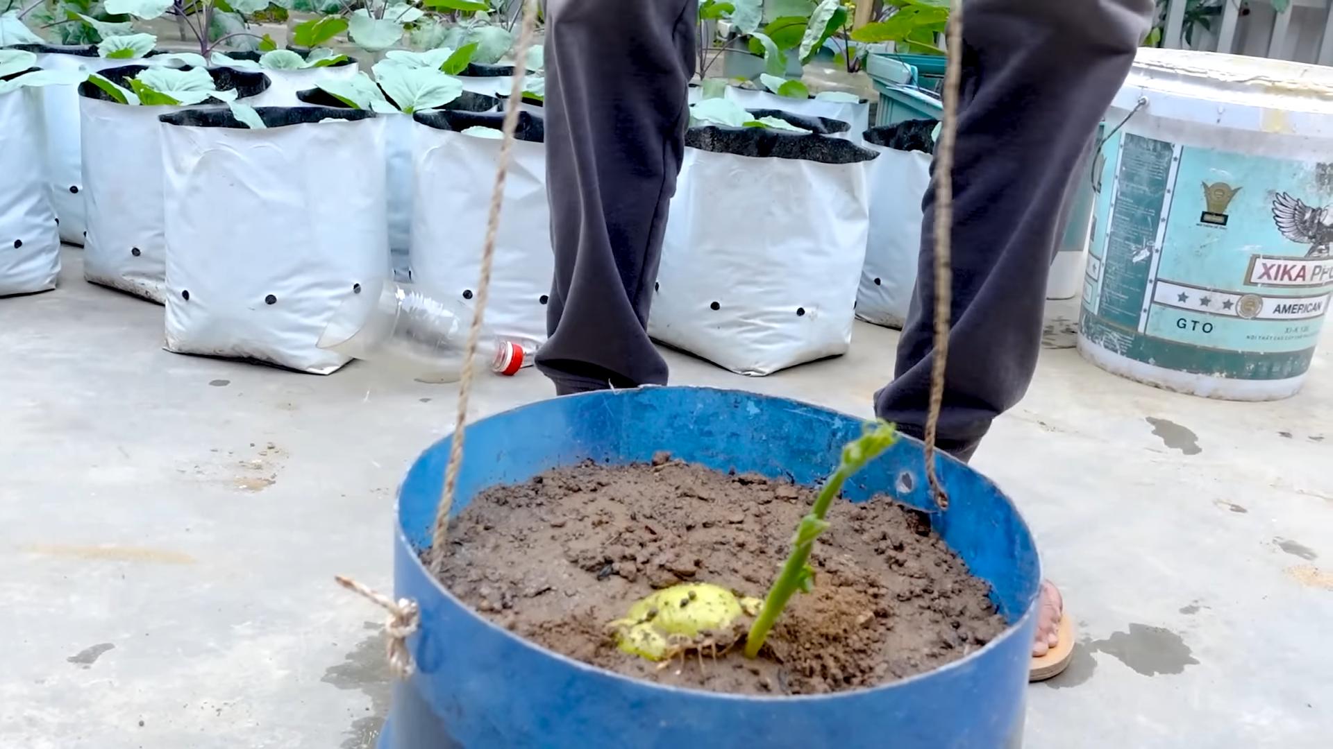 Grow Chayote Squash Easily