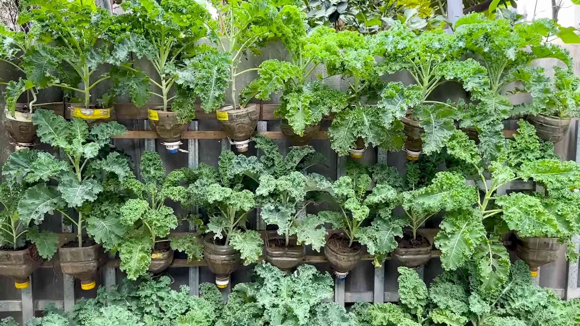 Bottle gardening kale