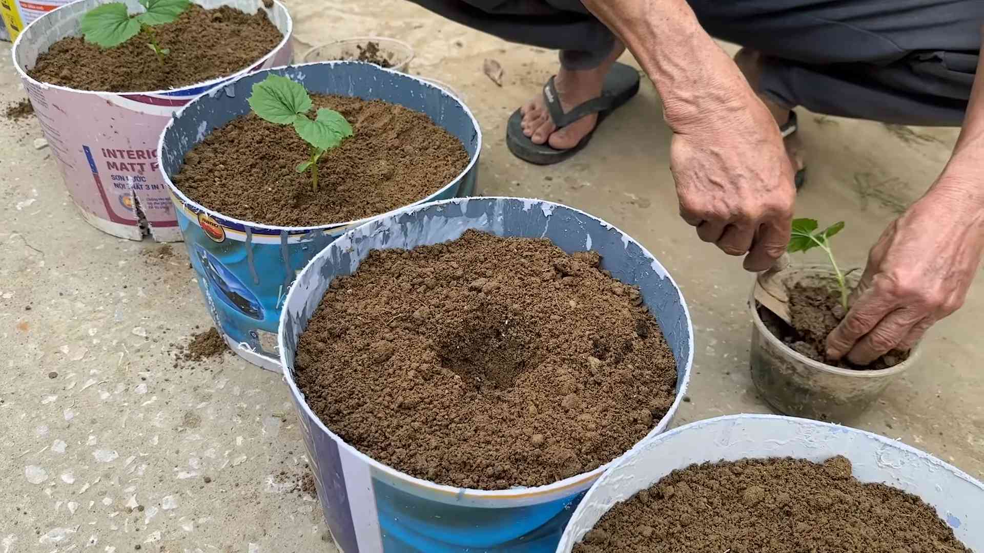 Grow Bitter Gourd at Home