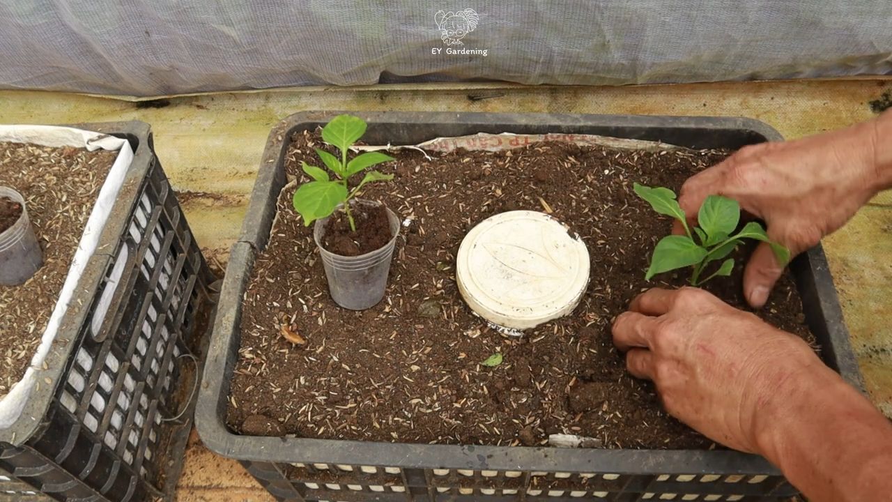 Growing Chili Peppers Secret