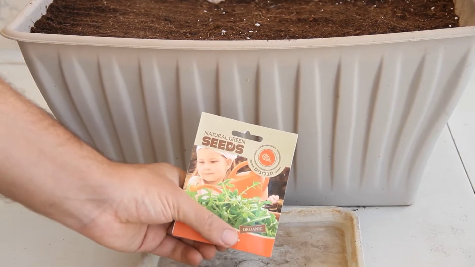 Grow Arugula Indoors Easily