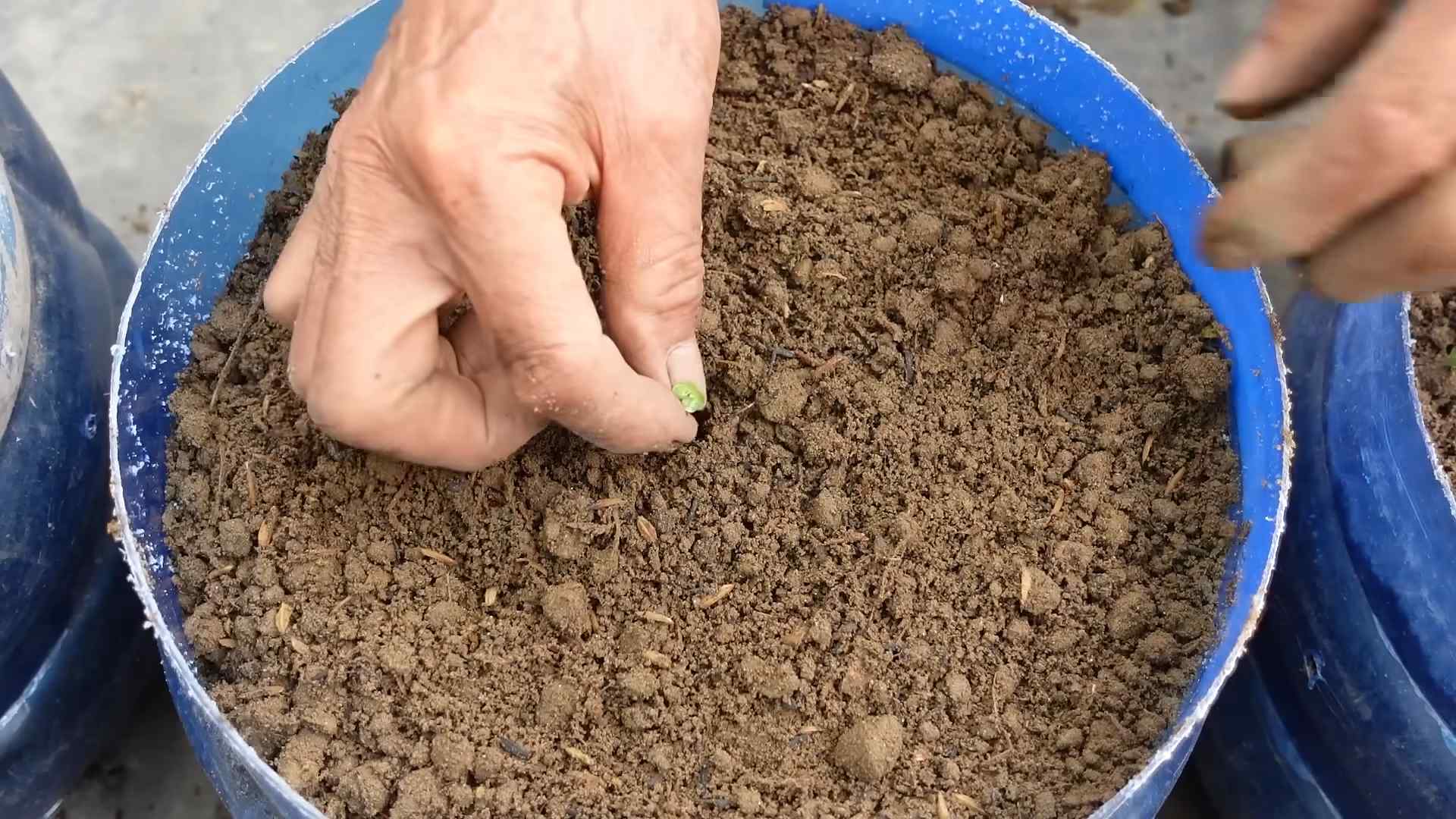 Napa Cabbage Small Space Gardening