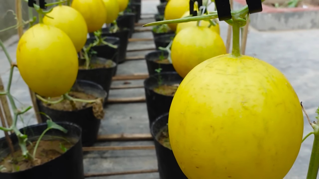 Harvesting Large Melons
