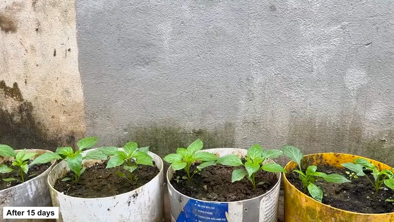 Bell Pepper Planting Tips