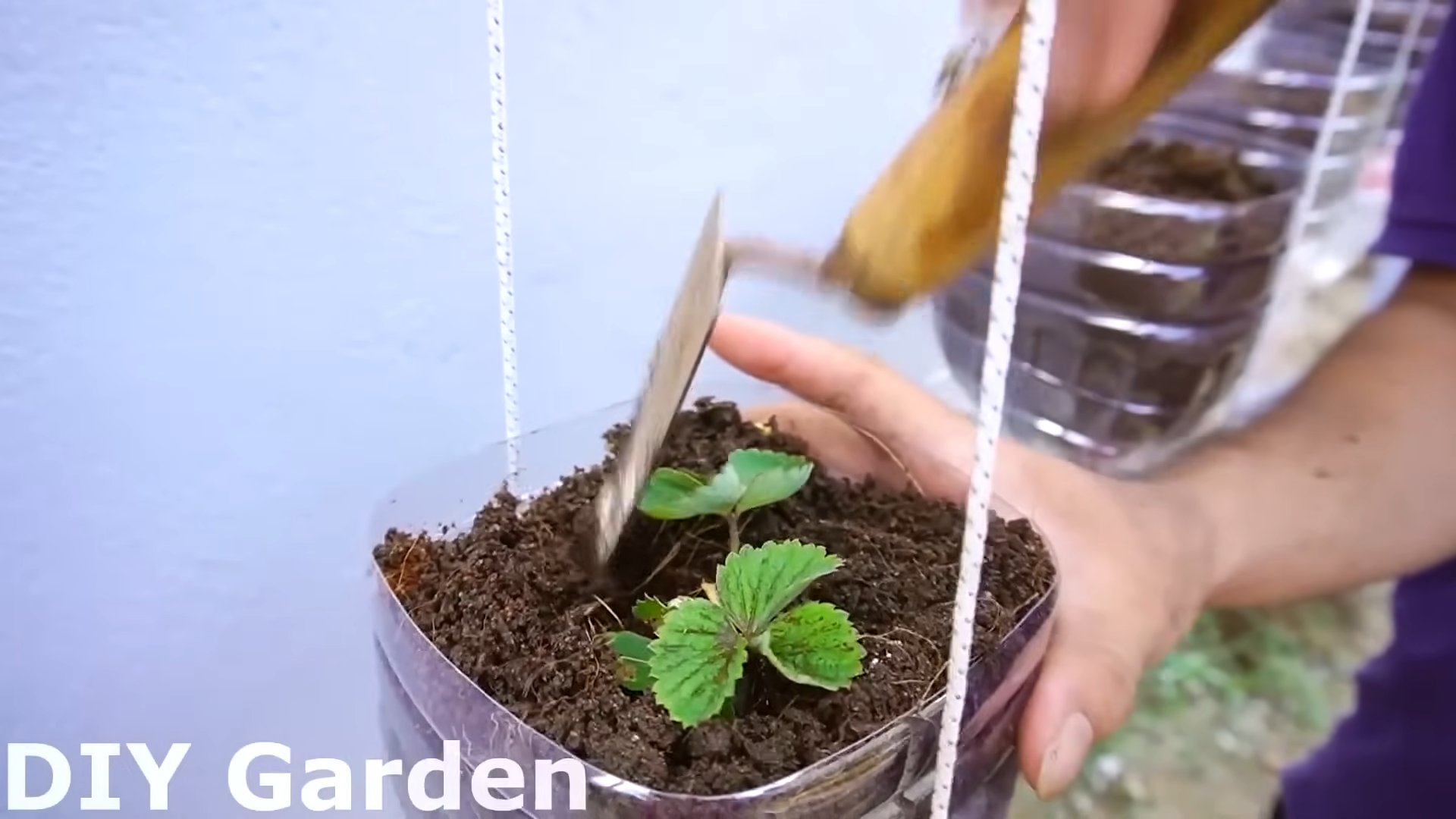 Strawberry harvest boost