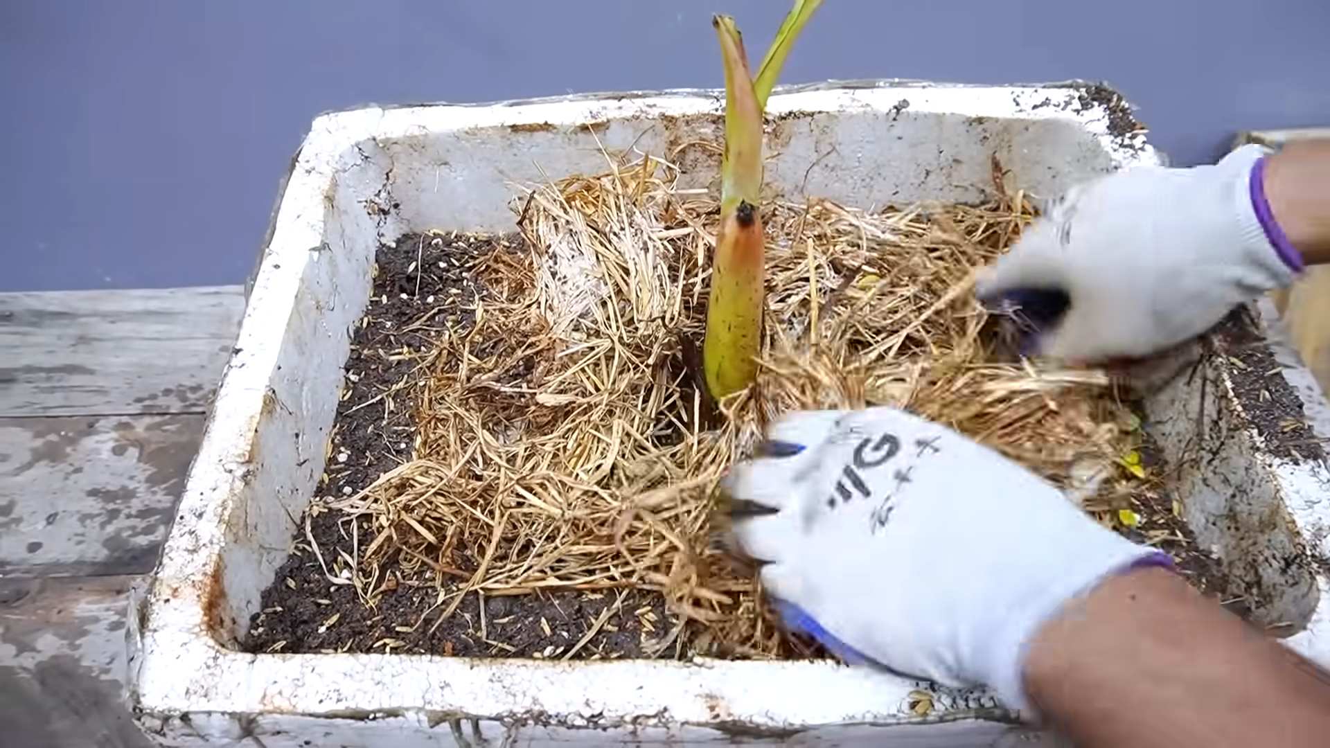Grow bananas at home