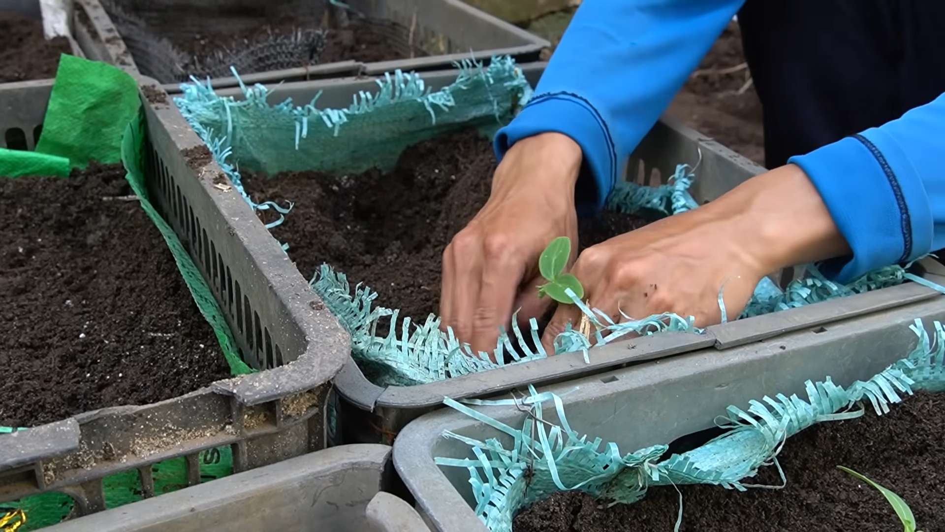 Grow Cucumber Plants