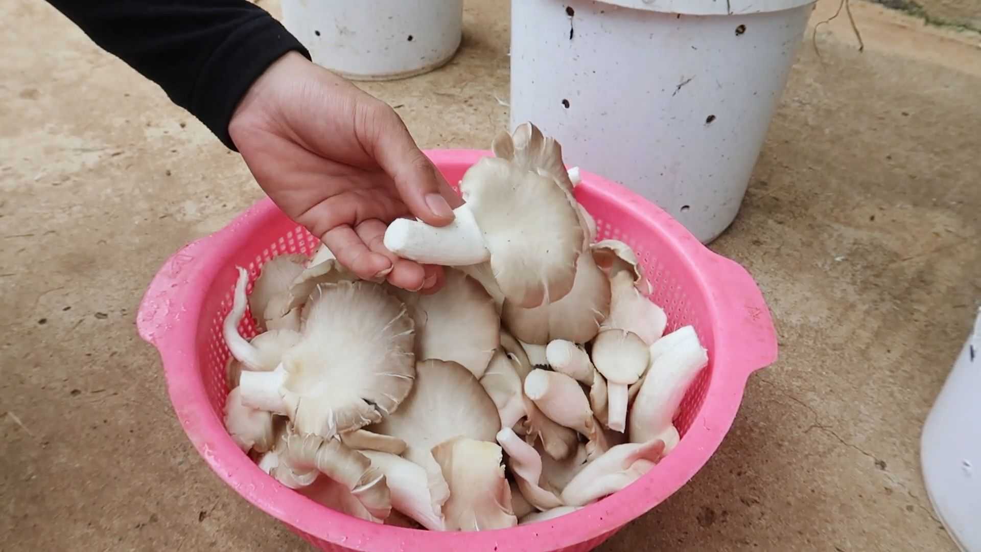 Indoor Mushroom Growing Batches