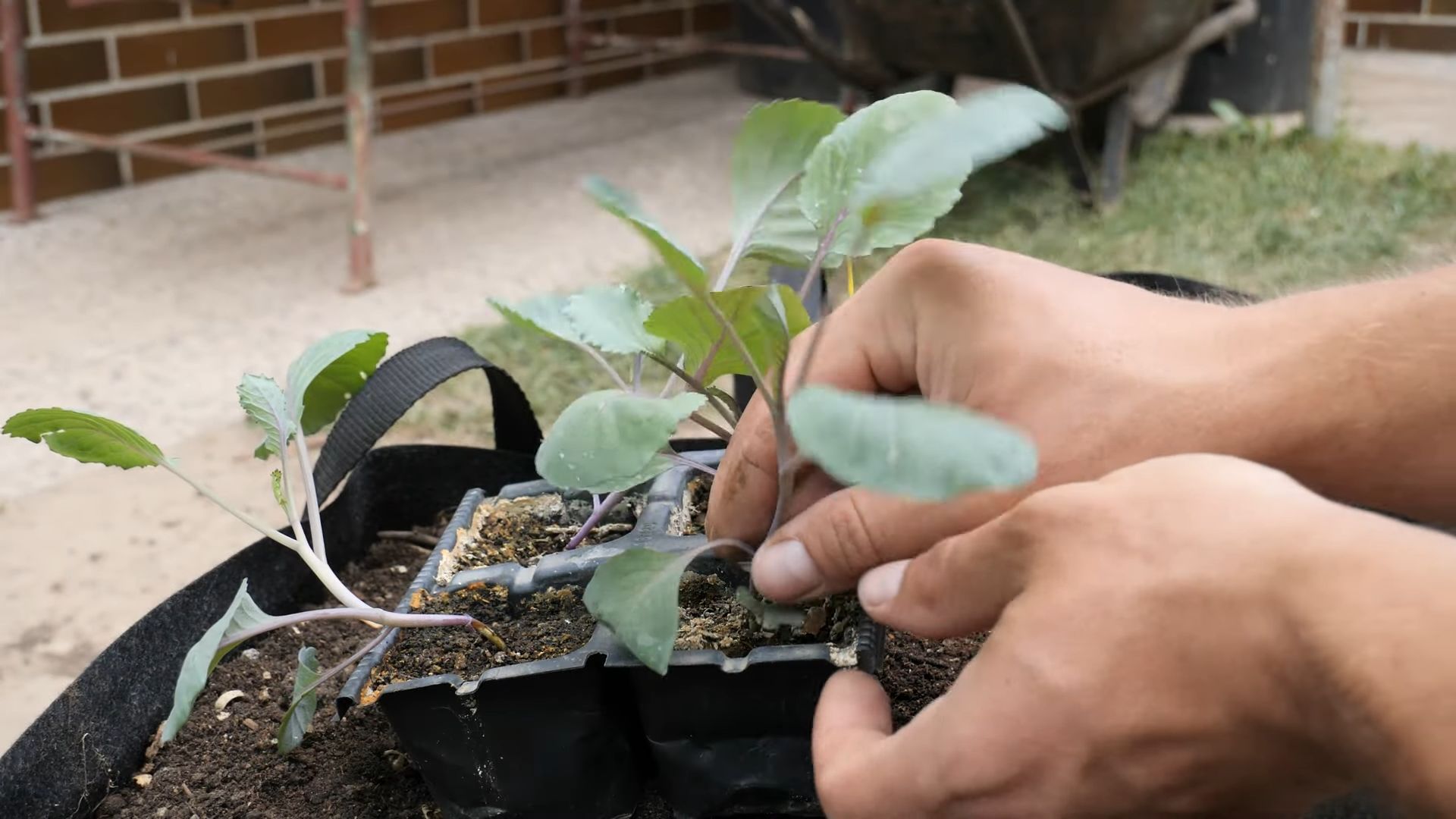 Grow Red Cabbage Home