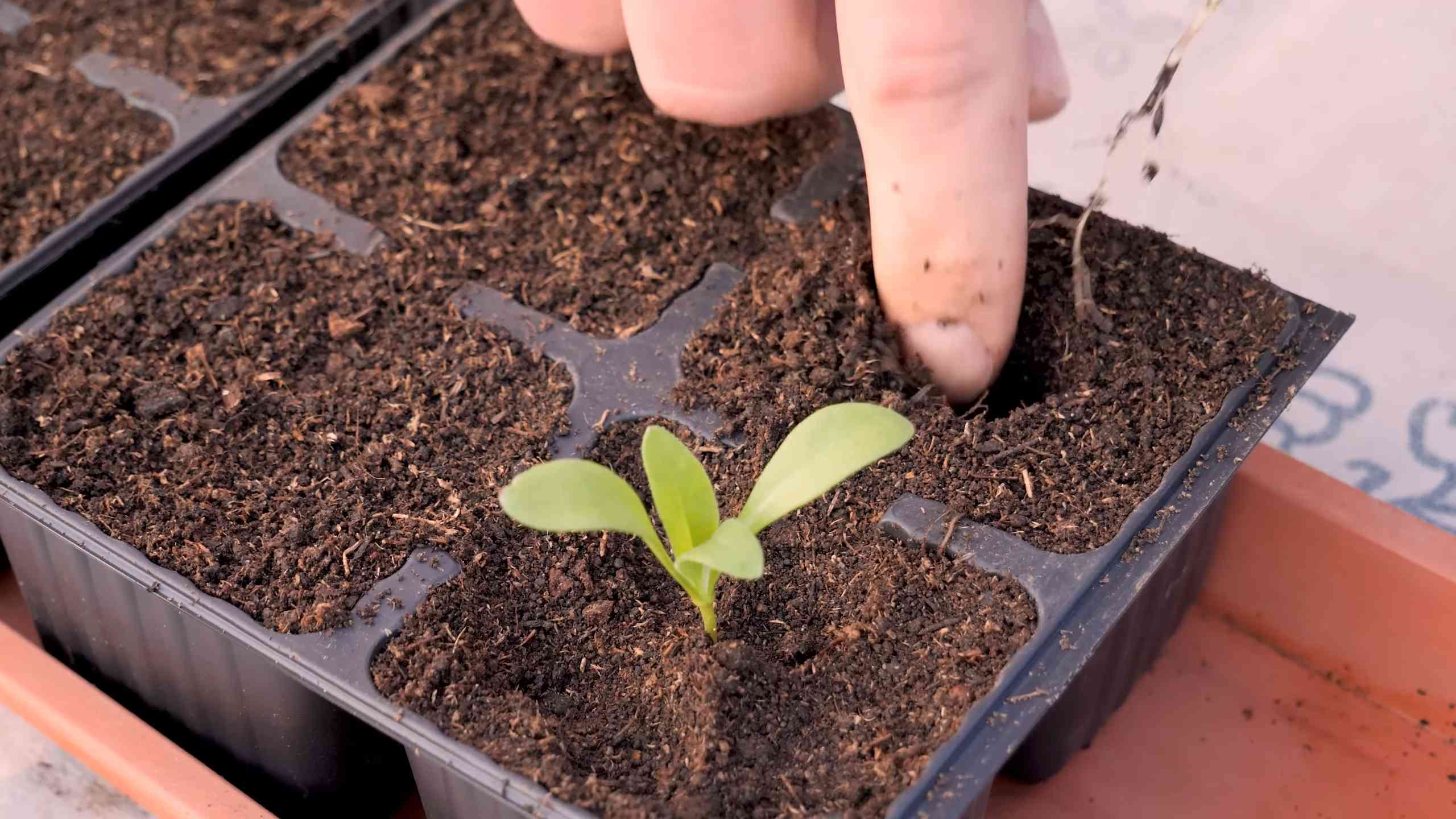 Calendula Planter Growing Guide
