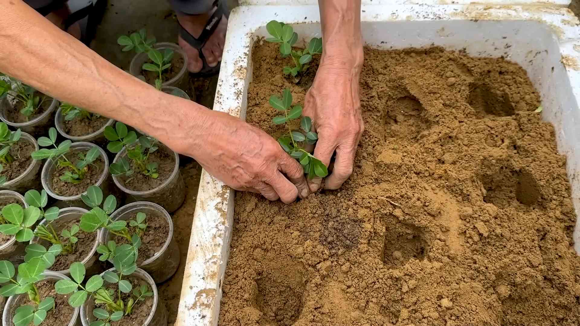 Peanut Growing Foam Box