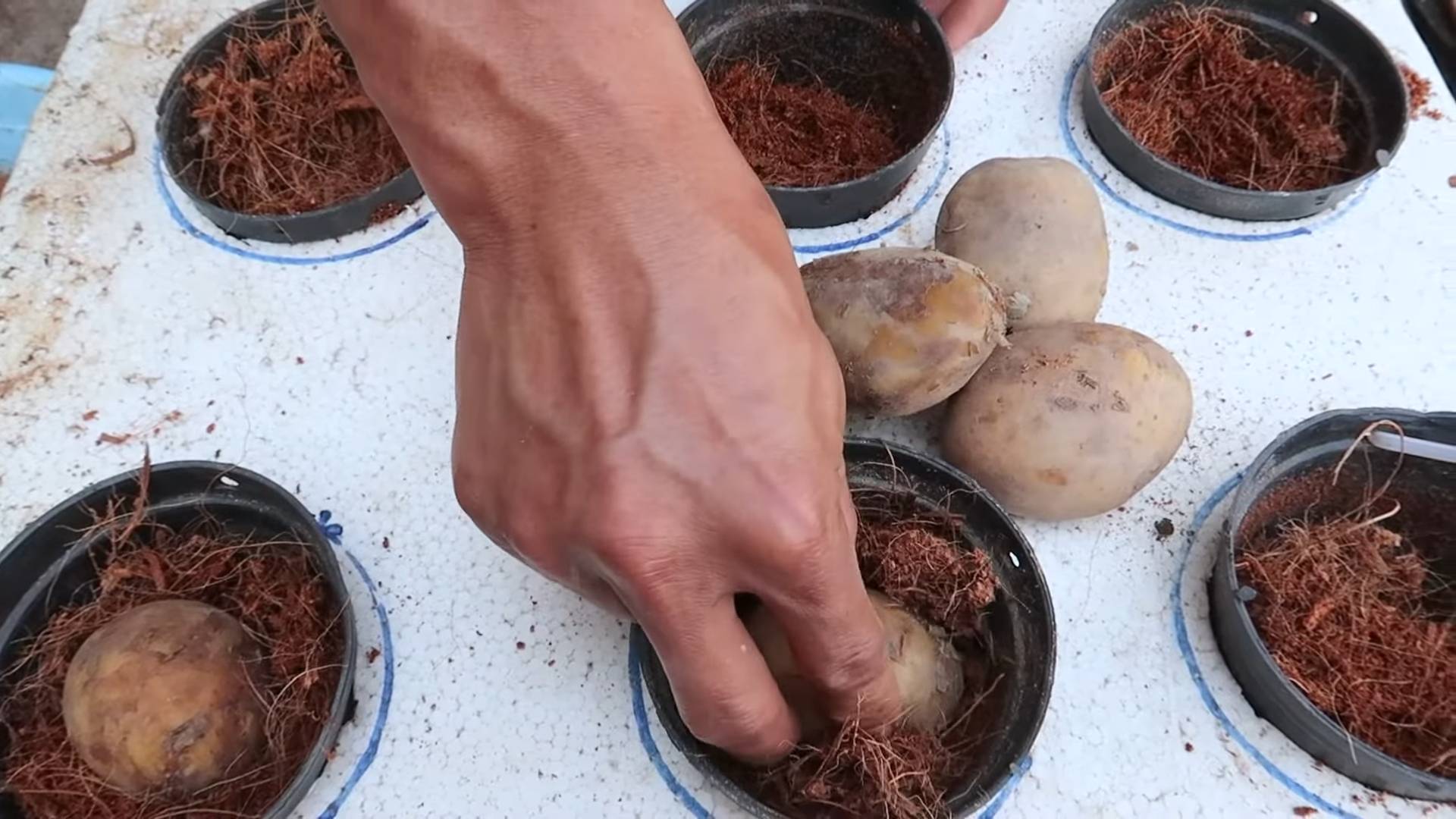 Water Based Potato Growing