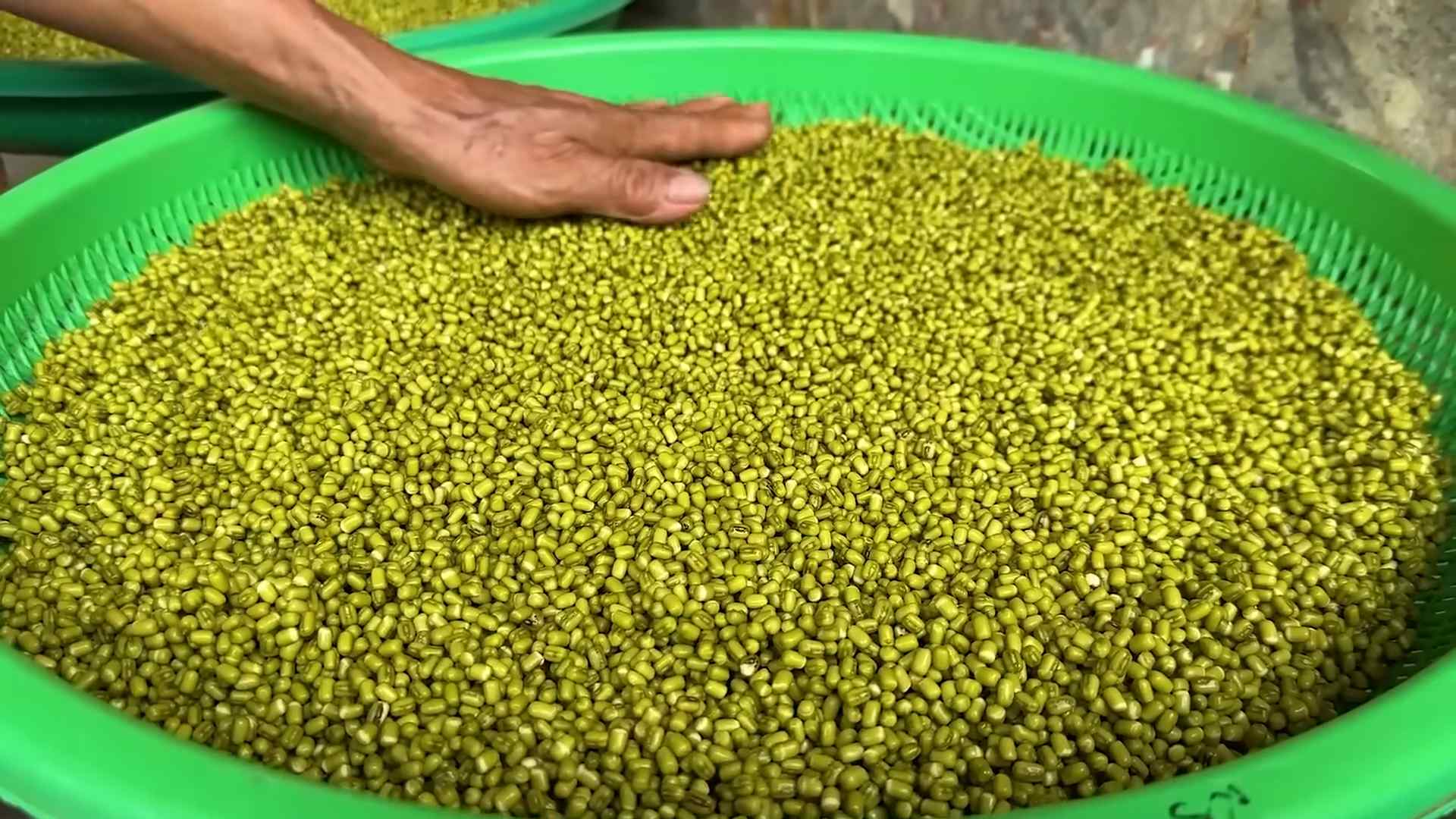 Grow Bean Sprouts at Home